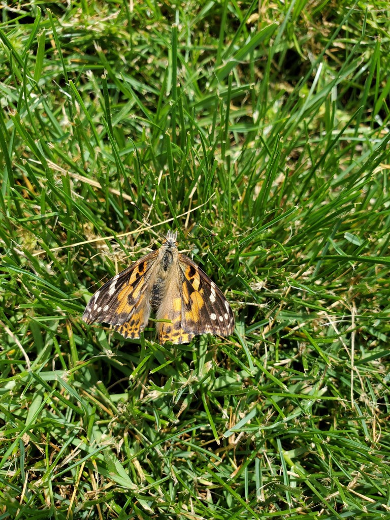 butterfly